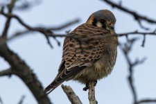 B04AmericanKestrel8677.jpg