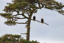 B01BaldEaglePair8757.jpg
