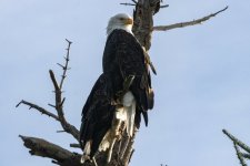 B02BaldEaglePair8892.jpg