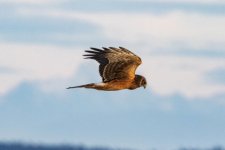 B04NorthernHarrier8962.jpg