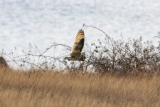 B05ShortEaredOwl8920.jpg