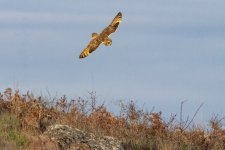 B06ShortEaredOwl8939.jpg