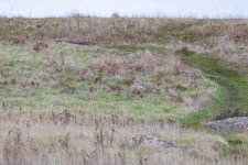 B07ShortEaredOwl8977.jpg