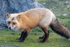 RedFox9003.jpg