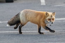 RedFox8995.jpg