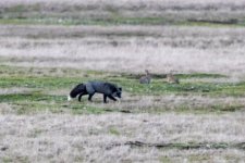 SilverFox&Hares9020.jpg