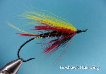 Goshawk Hairwing.jpg