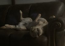IMG_0171.jpeg
