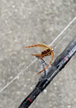 IMG_2536.jpeg