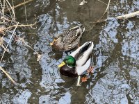 IMG_6162.jpeg