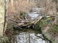 IMG_6153.jpeg
