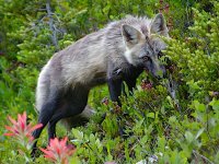foxy 77777copy.jpg