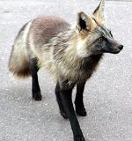 foxuuuuxx.jpg