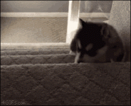 tmp.gif
