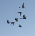IMG_3038.jpeg
