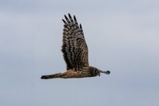 A00NorthernHarrierInFlight9306.jpg
