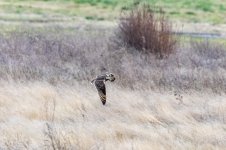 B01ShortEaredOwlInFlight9119.jpg