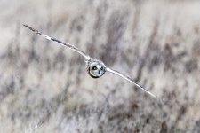 B02ShortEaredOwlInFlight9196.jpg