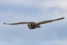 B04ShortEaredOwlInFlight9226.jpg