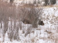 IMG_3609.jpeg