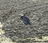 IMG_6226.jpeg