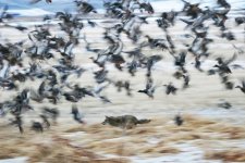 waterfowl1122015 045edited.jpg