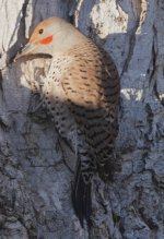Flicker177.JPG