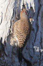Flicker181.JPG