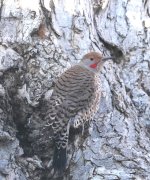 Flicker174.JPG
