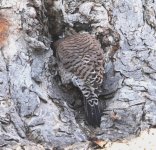 Flicker164.JPG