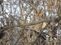 LEowl.JPG