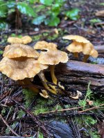 IMG_2603.jpeg