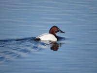 Canvasback.JPG