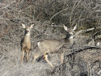 mule deer.JPG