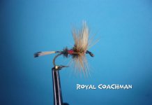 royal coachman dry.jpg