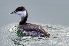 A01HornedGrebe9404.jpg