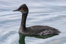 A02EaredGrebe9624.jpg