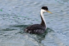 A04WesternGrebe9578.jpg