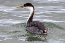 A05WesternGrebe9602.jpg