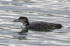 A07CommonLoon9514.jpg