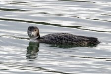 A06CommonLoon9513.jpg