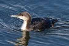 A08PacificLoon9685.jpg