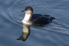 A09PacificLoon9665.jpg