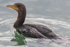 DDoubleCrestedCormorant9542.jpg