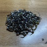 IMG_5343.jpeg