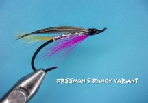 Freemans Fancy.jpg