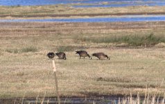 IMG_4421.jpg