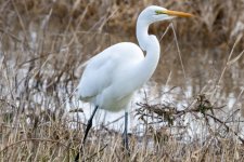 A01GreatEgret9886.jpg