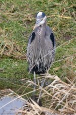 GreatBlueHeron9787.jpg