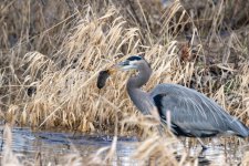 GreatBlueHeronVoleA9872.jpg